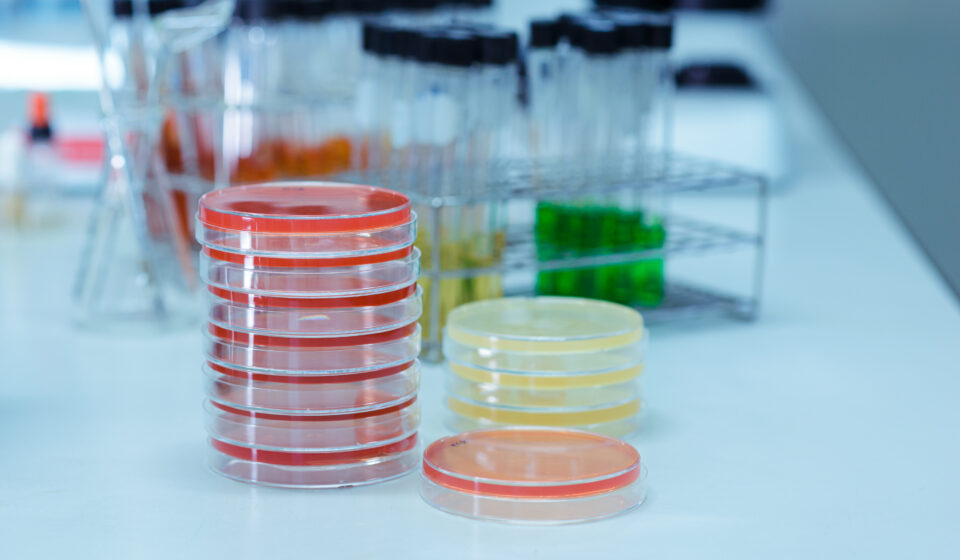 Cell Culture